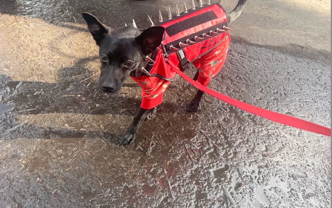 Coyote discount vest chihuahua